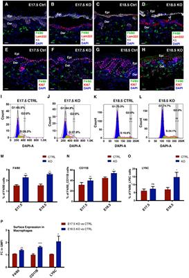 Epithelial-Macrophage Crosstalk Initiates Sterile Inflammation in Embryonic Skin